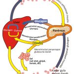 Menguak Rahasia Hormon Kehidupan Cara Kerja Insulin Dalam Tubuh Manusia
