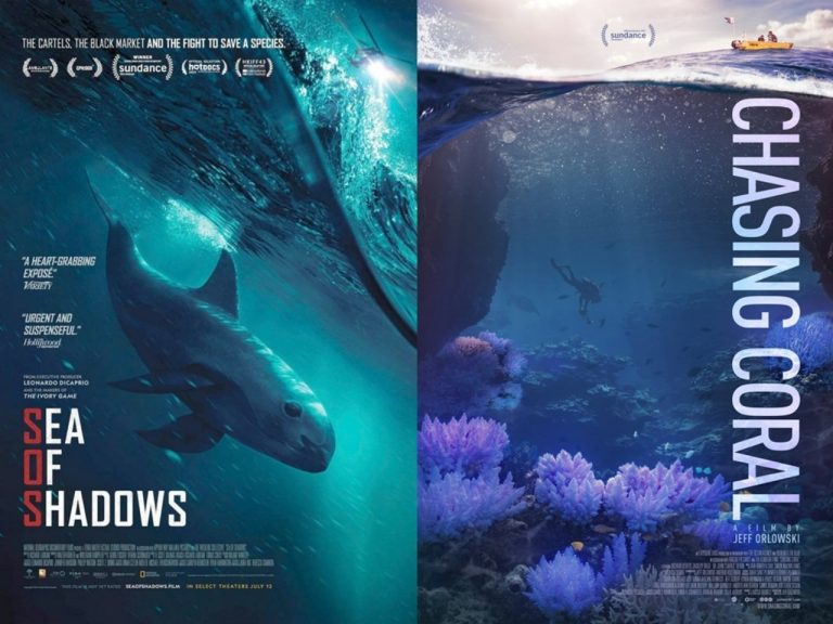 Mengungkap Samudra Ilmu Manfaat Belajar Tentang Ekosistem Laut Melalui Film Dokumenter