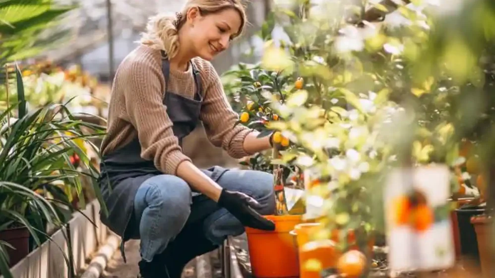 Menemukan Ketenangan Di Balik Tanah Manfaat Berkebun Untuk Meredakan Stres Secara Natural