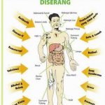 Mengapa Kurang Tidur Merusak Pertahanan Tubuh Dampak Begadang Terhadap Imunitas