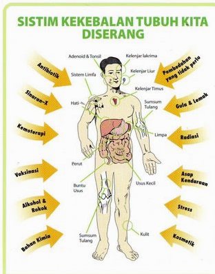 Mengapa Kurang Tidur Merusak Pertahanan Tubuh Dampak Begadang Terhadap Imunitas